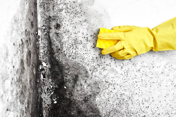 Trusted Santa Paula, CA Mold Removal Experts