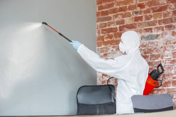 Best Asbestos and Lead Testing During Mold Inspection  in Santa Paula, CA