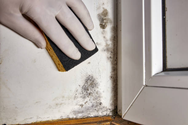 Best Forensic Mold Investigation  in Santa Paula, CA