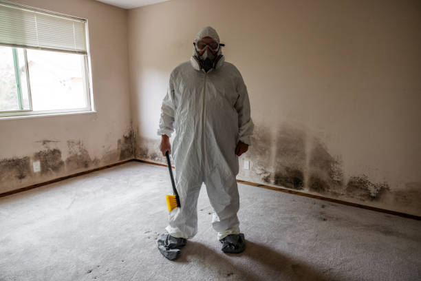 Best Black Mold Removal  in Santa Paula, CA